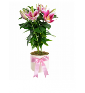 Saksıda Topraklı Pembe Lilyum